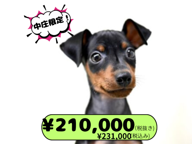 岡山県のミニチュアピンシャー (アミーゴ中庄店/2025年8月19日生まれ/女の子/ブラックタン)の子犬の1枚目の画像