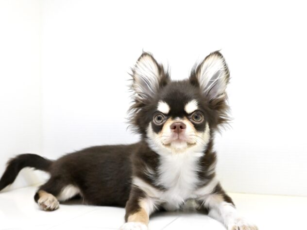 岡山県のチワワ(ロング) (アミーゴ中庄店/2024年11月25日生まれ/男の子/チョコレートタンホワイト)の子犬の4枚目の画像