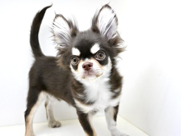 岡山県のチワワ(ロング) (アミーゴ中庄店/2024年11月25日生まれ/男の子/チョコレートタンホワイト)の子犬の3枚目の画像