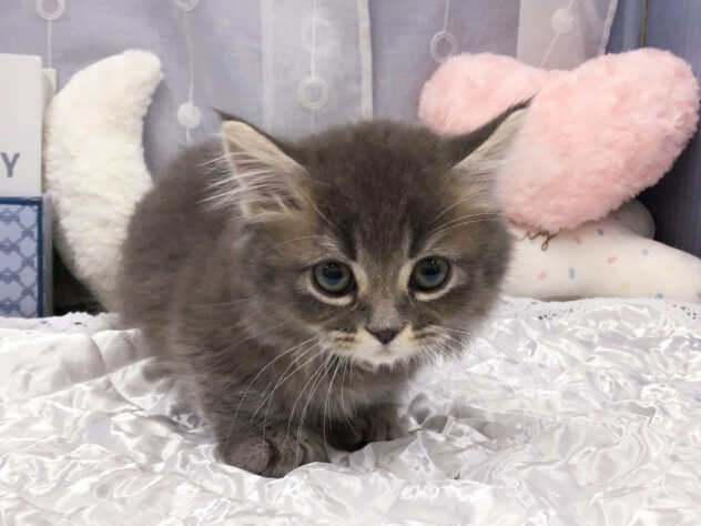 愛知県のミヌエット (アミーゴ知立店/2025年10月31日生まれ/男の子/ブルータビー)の子猫