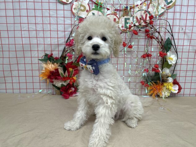 山形県のトイプードル(トイ) (アミーゴ酒田店/2025年10月13日生まれ/男の子/クリーム)の子犬