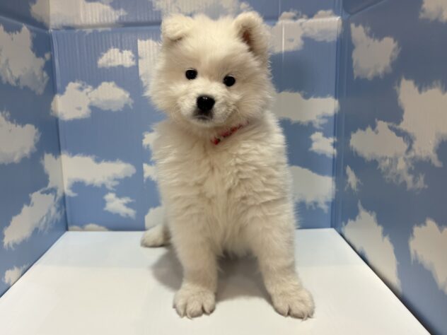 山形県のサモエド (アミーゴ山形南店/2025年10月20日生まれ/女の子/ホワイト)の子犬の1枚目の画像