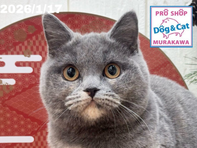 広島県のブリティッシュショートヘアー (アミーゴ大町店/2025年8月18日生まれ/女の子/ブルークリーム)の子猫