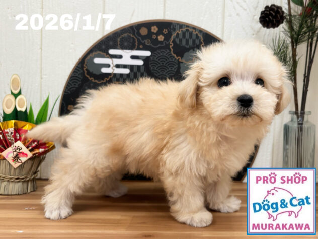 広島県のハーフ犬・ミックス犬 (アミーゴ大町店/2025年11月10日生まれ/男の子/クリーム)の子犬の3枚目の画像