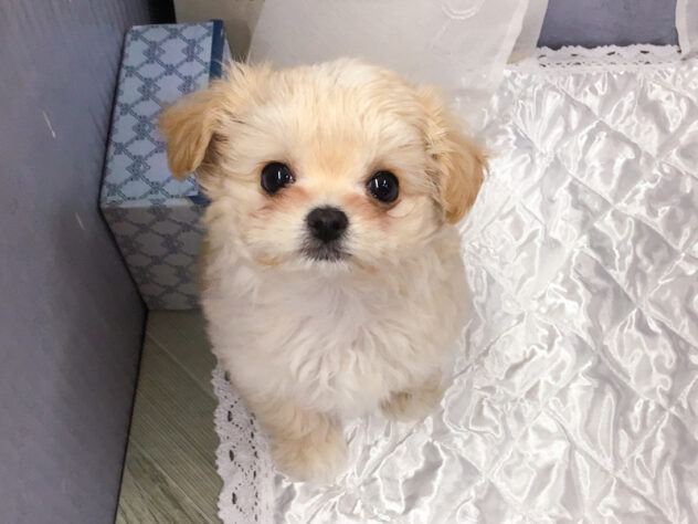 愛知県のハーフ犬・ミックス犬 (アミーゴ知立店/2025年11月22日生まれ/女の子/クリーム)の子犬の3枚目の画像