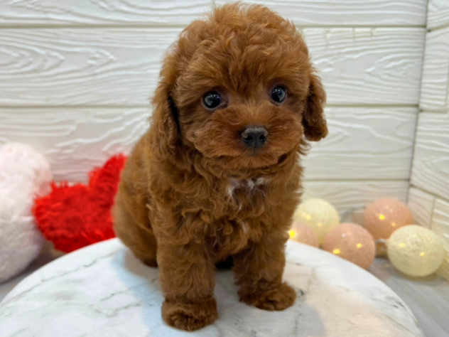 兵庫県のトイプードル(トイ) (ワンキャラット アミーゴ姫路飾磨店/2025年1月13日生まれ/男の子/レッドフォーン)の子犬