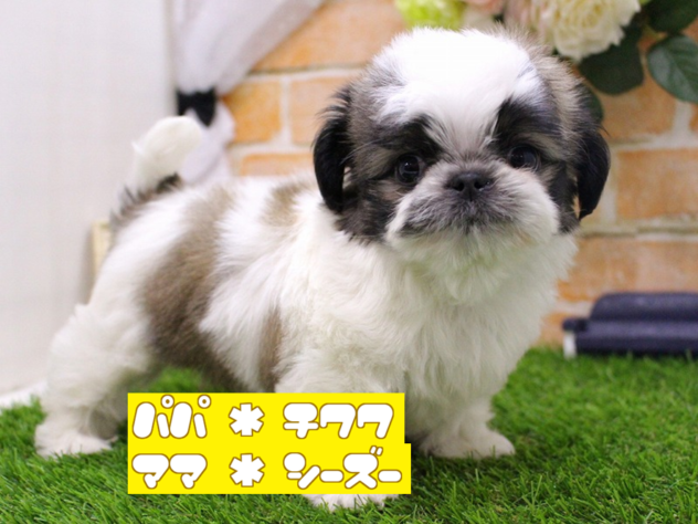 兵庫県のハーフ犬・ミックス犬 (ペット・プラザ アミーゴ三田店/2025年11月2日生まれ/男の子/レッドホワイト)の子犬の1枚目の画像