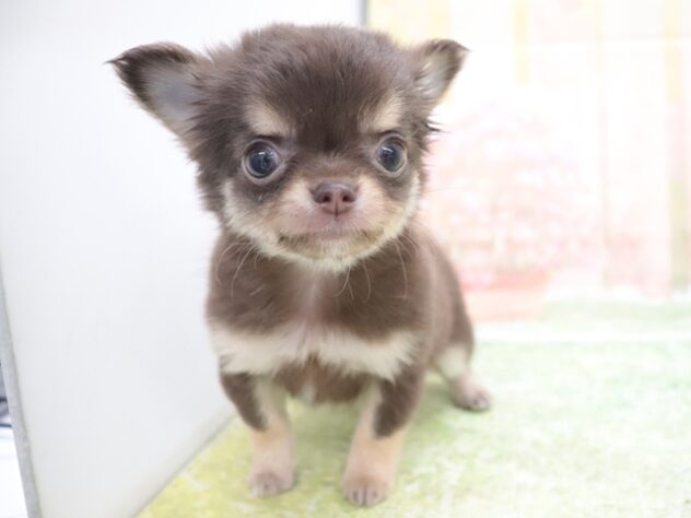 大阪府のチワワ(ロング) (アミーゴ鳳店/2025年11月10日生まれ/女の子/チョコレートタンホワイト)の子犬の2枚目の画像