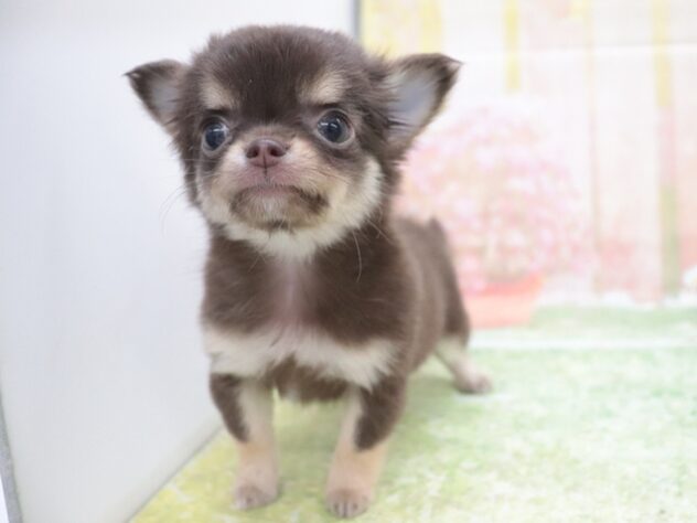 大阪府のチワワ(ロング) (アミーゴ鳳店/2025年11月10日生まれ/女の子/チョコレートタンホワイト)の子犬の3枚目の画像