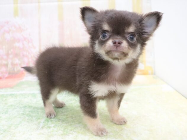 大阪府のチワワ(ロング) (アミーゴ鳳店/2025年11月10日生まれ/女の子/チョコレートタンホワイト)の子犬の4枚目の画像