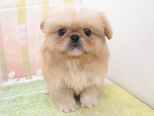 大阪府のハーフ犬・ミックス犬 (アミーゴ鳳店/2025年11月12日生まれ/男の子/クリーム)の子犬の2枚目の画像