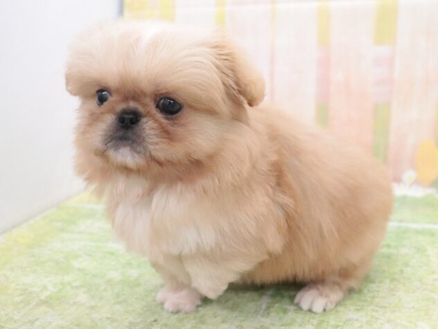 大阪府のハーフ犬・ミックス犬 (アミーゴ鳳店/2025年11月12日生まれ/男の子/クリーム)の子犬の4枚目の画像