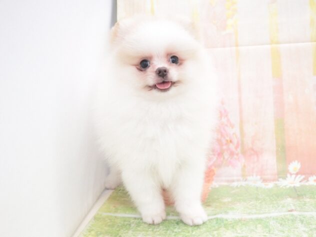 大阪府のポメラニアン (アミーゴ鳳店/2025年11月18日生まれ/女の子/パーティーカラー)の子犬の2枚目の画像