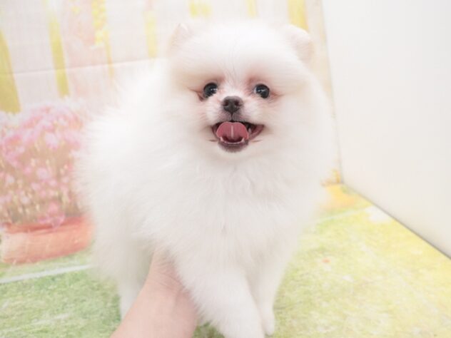 大阪府のポメラニアン (アミーゴ鳳店/2025年11月18日生まれ/女の子/パーティーカラー)の子犬の3枚目の画像