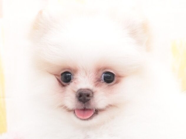 大阪府のポメラニアン (アミーゴ鳳店/2025年11月18日生まれ/女の子/パーティーカラー)の子犬の4枚目の画像