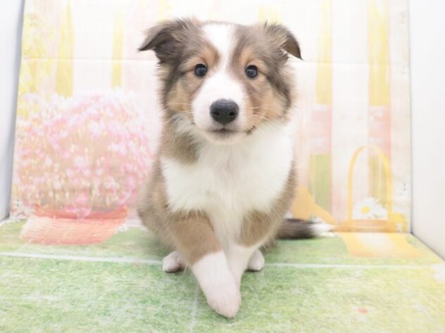 大阪府のシェットランドシープドッグ (アミーゴ鳳店/2025年11月17日生まれ/女の子/セーブルホワイト)の子犬の2枚目の画像