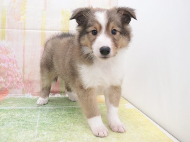 大阪府のシェットランドシープドッグ (アミーゴ鳳店/2025年11月17日生まれ/女の子/セーブルホワイト)の子犬の3枚目の画像