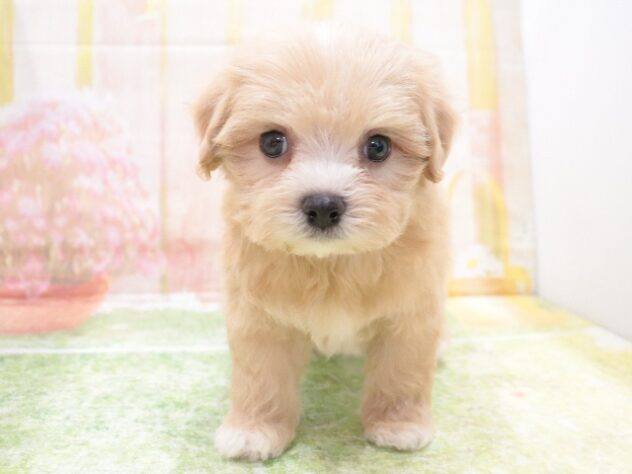 大阪府のハーフ犬・ミックス犬 (アミーゴ鳳店/2025年11月28日生まれ/男の子/アプリコット)の子犬の2枚目の画像