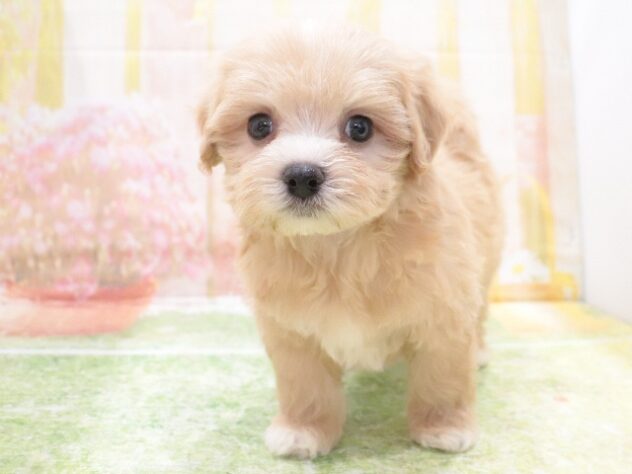 大阪府のハーフ犬・ミックス犬 (アミーゴ鳳店/2025年11月28日生まれ/男の子/アプリコット)の子犬の3枚目の画像