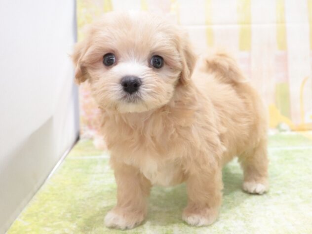 大阪府のハーフ犬・ミックス犬 (アミーゴ鳳店/2025年11月28日生まれ/男の子/アプリコット)の子犬の4枚目の画像