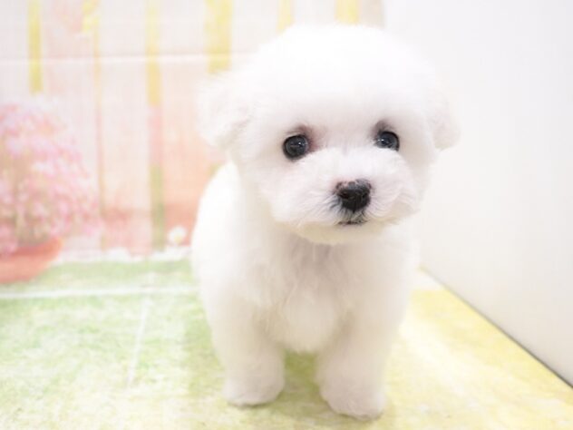 大阪府のビションフリーゼ (アミーゴ鳳店/2025年12月1日生まれ/女の子/ホワイト)の子犬の2枚目の画像