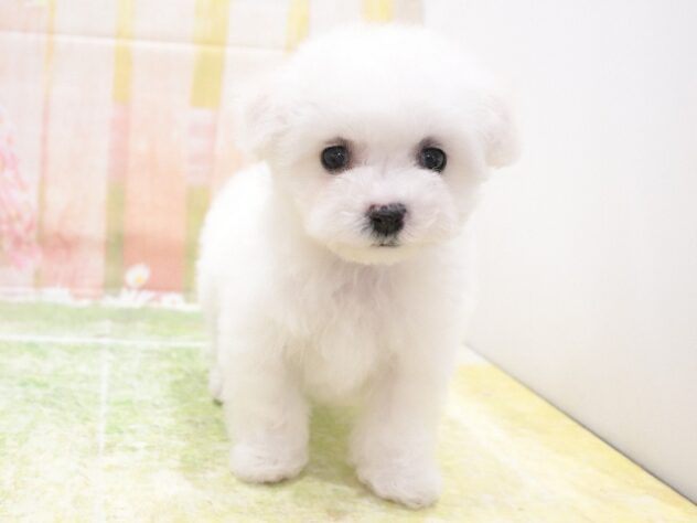 大阪府のビションフリーゼ (アミーゴ鳳店/2025年12月1日生まれ/女の子/ホワイト)の子犬の3枚目の画像