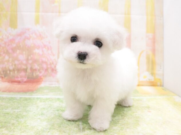 大阪府のビションフリーゼ (アミーゴ鳳店/2025年12月1日生まれ/女の子/ホワイト)の子犬の4枚目の画像