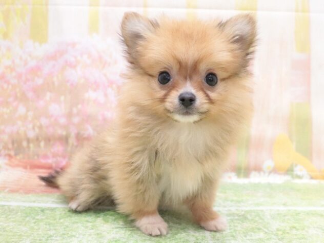 大阪府のハーフ犬・ミックス犬 (アミーゴ鳳店/2025年12月1日生まれ/男の子/フォーン)の子犬の2枚目の画像