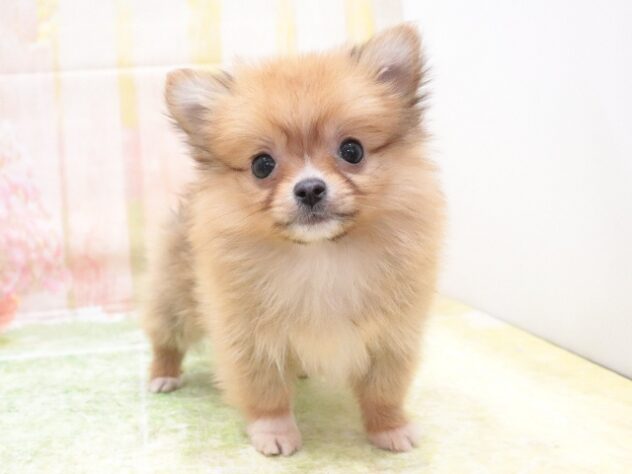 大阪府のハーフ犬・ミックス犬 (アミーゴ鳳店/2025年12月1日生まれ/男の子/フォーン)の子犬の3枚目の画像