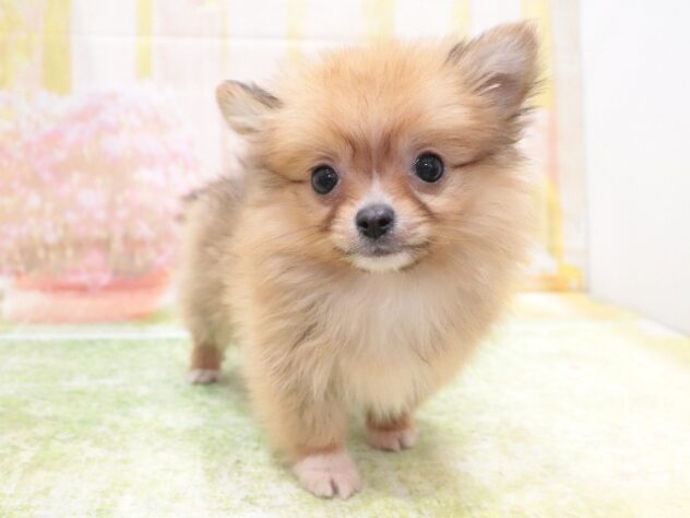 大阪府のハーフ犬・ミックス犬 (アミーゴ鳳店/2025年12月1日生まれ/男の子/フォーン)の子犬の4枚目の画像