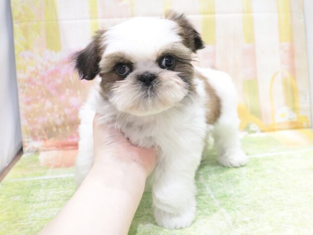 大阪府のシーズー (アミーゴ鳳店/2025年11月26日生まれ/男の子/ゴールドホワイト)の子犬の4枚目の画像