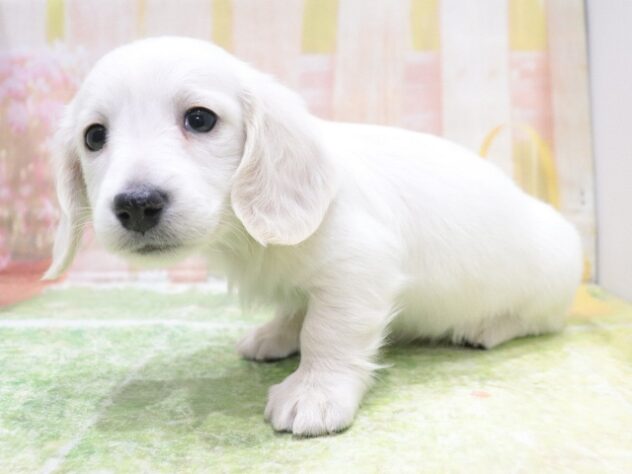 大阪府のミニチュアダックスフンド(ロング) (アミーゴ鳳店/2025年11月26日生まれ/男の子/イエロー)の子犬の3枚目の画像