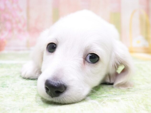 大阪府のミニチュアダックスフンド(ロング) (アミーゴ鳳店/2025年11月26日生まれ/男の子/イエロー)の子犬の4枚目の画像