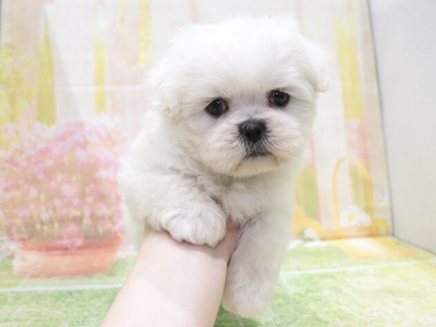 大阪府のハーフ犬・ミックス犬 (アミーゴ鳳店/2025年12月4日生まれ/男の子/ホワイト)の子犬の2枚目の画像