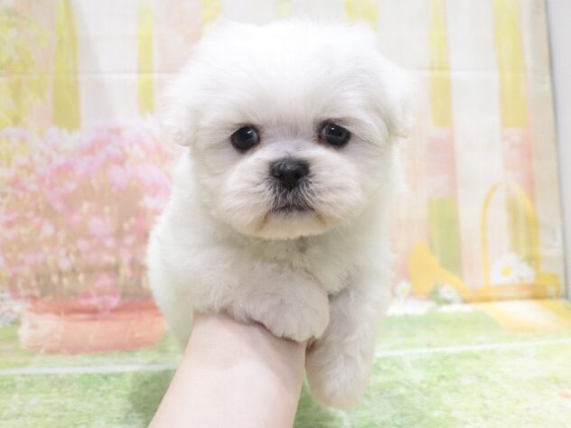 大阪府のハーフ犬・ミックス犬 (アミーゴ鳳店/2025年12月4日生まれ/男の子/ホワイト)の子犬の4枚目の画像