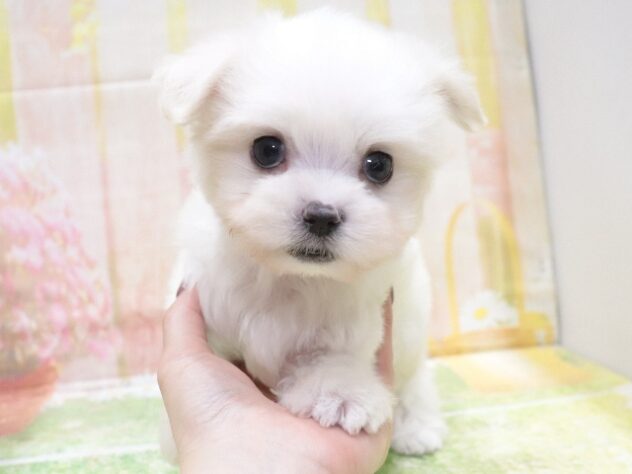 大阪府のマルチーズ (アミーゴ鳳店/2025年12月4日生まれ/男の子/ホワイト)の子犬の2枚目の画像