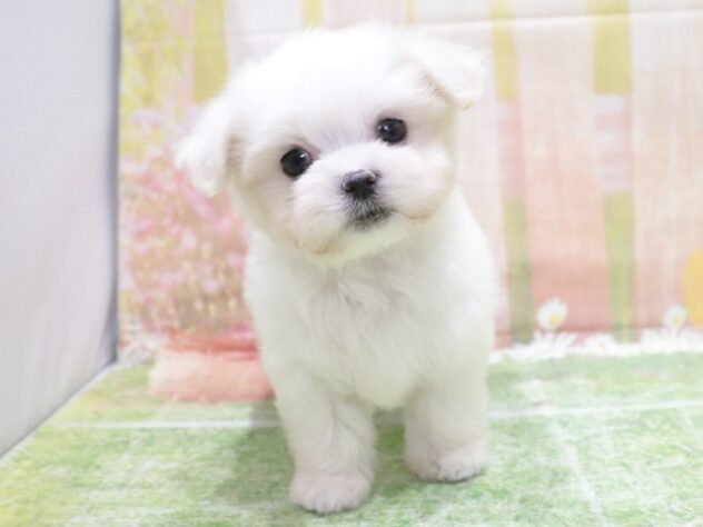 大阪府のマルチーズ (アミーゴ鳳店/2025年12月4日生まれ/男の子/ホワイト)の子犬の3枚目の画像