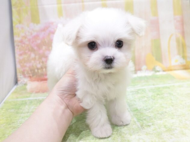 大阪府のマルチーズ (アミーゴ鳳店/2025年12月4日生まれ/男の子/ホワイト)の子犬の4枚目の画像