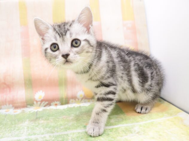 大阪府のアメリカンショートヘアー (アミーゴ鳳店/2025年11月8日生まれ/男の子/シルバータビー)の子猫の2枚目の画像