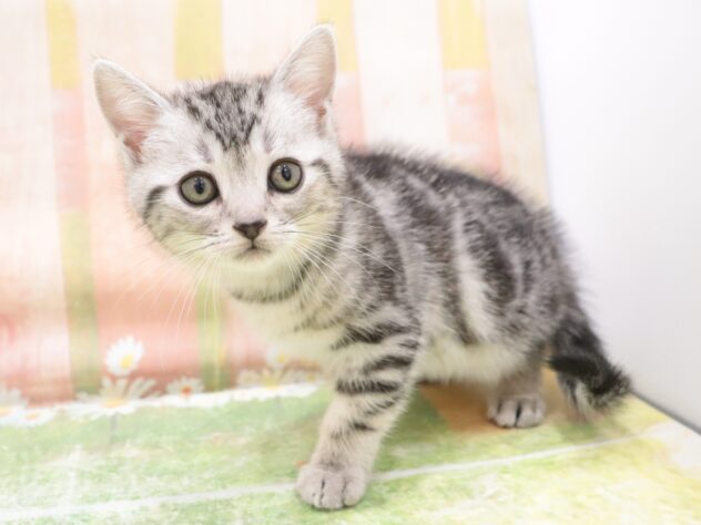 大阪府のアメリカンショートヘアー (アミーゴ鳳店/2025年11月8日生まれ/男の子/シルバータビー)の子猫の3枚目の画像