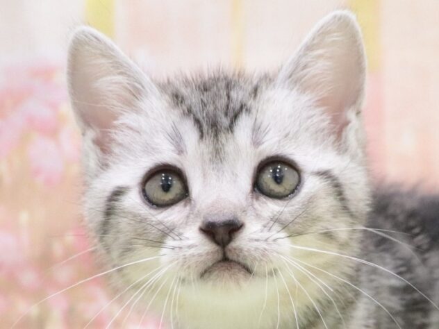 大阪府のアメリカンショートヘアー (アミーゴ鳳店/2025年11月8日生まれ/男の子/シルバータビー)の子猫の4枚目の画像