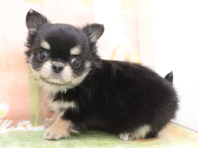 大阪府のチワワ(ロング) (アミーゴ鳳店/2025年11月9日生まれ/男の子/ブラックタン)の子犬の2枚目の画像