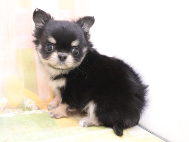 大阪府のチワワ(ロング) (アミーゴ鳳店/2025年11月9日生まれ/男の子/ブラックタン)の子犬の3枚目の画像