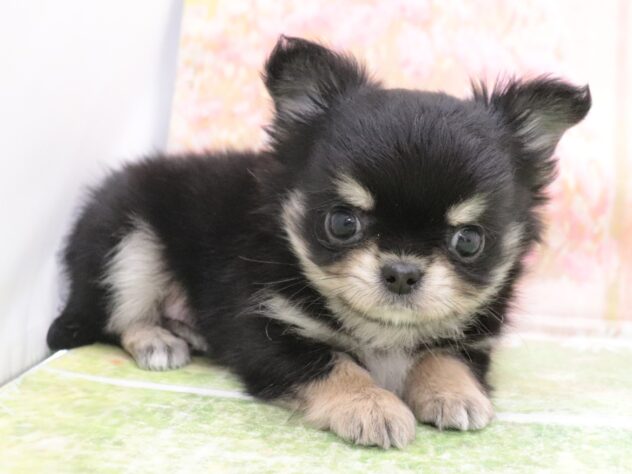 大阪府のチワワ(ロング) (アミーゴ鳳店/2025年11月9日生まれ/男の子/ブラックタン)の子犬の4枚目の画像