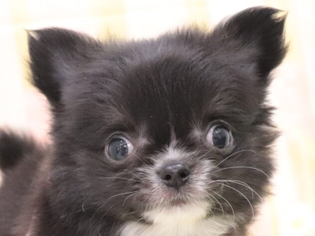 大阪府のチワワ(ロング) (アミーゴ鳳店/2025年11月11日生まれ/男の子/ブラックタンホワイト)の子犬の2枚目の画像