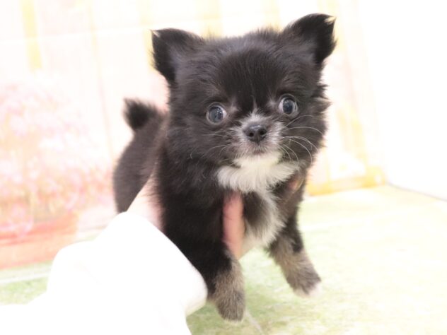 大阪府のチワワ(ロング) (アミーゴ鳳店/2025年11月11日生まれ/男の子/ブラックタンホワイト)の子犬の3枚目の画像