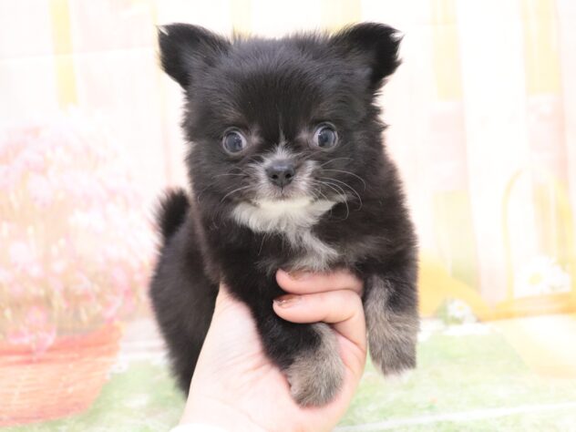 大阪府のチワワ(ロング) (アミーゴ鳳店/2025年11月11日生まれ/男の子/ブラックタンホワイト)の子犬の4枚目の画像