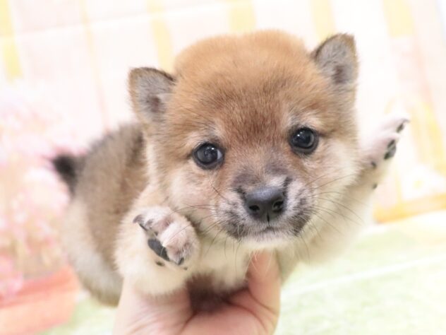 大阪府の豆柴 (アミーゴ鳳店/2025年11月10日生まれ/男の子/赤)の子犬の2枚目の画像