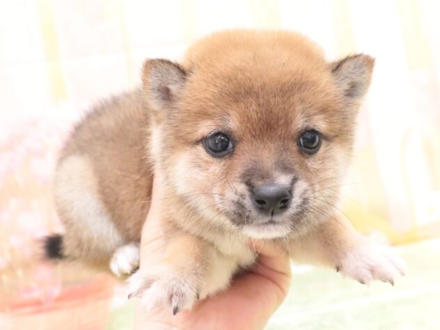 大阪府の豆柴 (アミーゴ鳳店/2025年11月10日生まれ/男の子/赤)の子犬の3枚目の画像