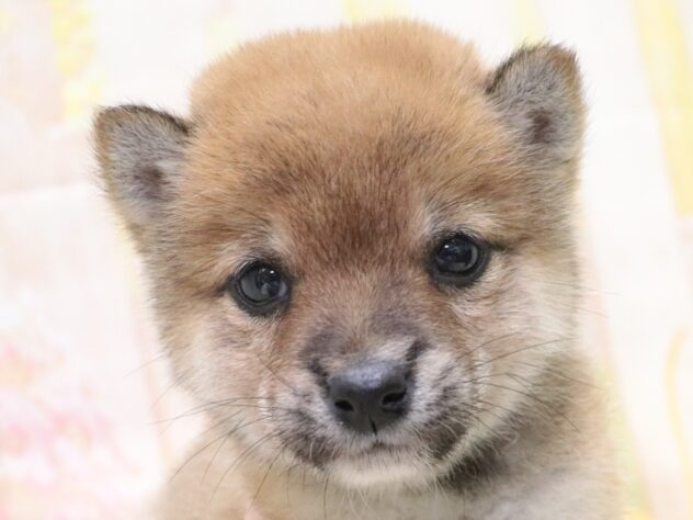 大阪府の豆柴 (アミーゴ鳳店/2025年11月10日生まれ/男の子/赤)の子犬の4枚目の画像